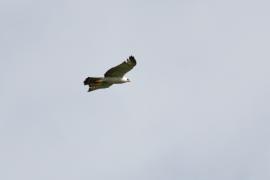 Águila Albinegra (Spizaetus melanoleucus)