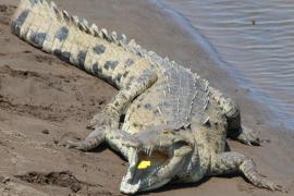 Cocodrilo de Río (Crocodylus acutus)