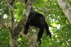 Foto 160658416, (c) Ricard Busquets Reverte, algunos derechos reservados (CC BY), subido por Ricard Busquets Reverte