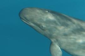 Falsa Orca (Pseudorca crassidens)