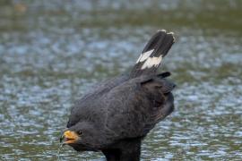 Gavilán Cangrejero (Buteogallus anthracinus)