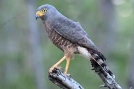 Gavilán Chapulinero (Rupornis magnirostris)