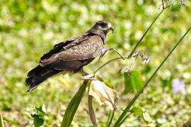 Gavilán Caracolero (Rostrhamus sociabilis)