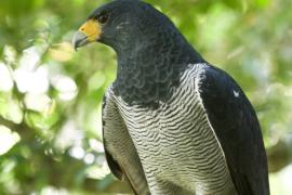 Gavilán Listado (Morphnarchus princeps)