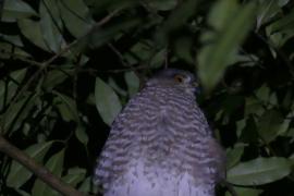Gavilán Pecho Canela (Accipiter striatus)