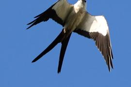 Milano Tijereta (Elanoides forficatus)