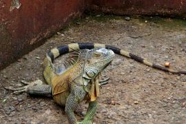 Iguana Verde (Iguana iguana)