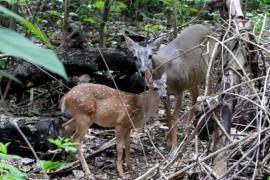 Venado de Cola Blanca (Odocoileus virginianus)
