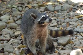Mapache (Procyon lotor)