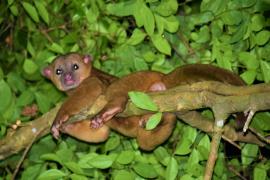 Martilla (Potos flavus)