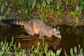 Foto 11207360, (c) pfaucher, algunos derechos reservados (CC BY-NC), subido por pfaucher