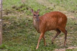 Foto 26113145, (c) andrespiscitello, todos los derechos reservados