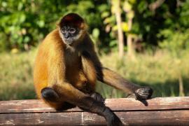 Mono Araña Centroamericano (Ateles geoffroy)