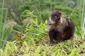 Pizote (Nasua narica)