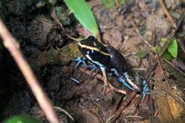 Phyllobates lugubris