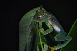 Rana de Vidrio Granulosa (Cochranella granulosa)