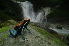 Rana Venenosa de Golfo Dulce (Phyllobates vittatus)