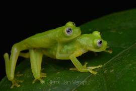 Hyalinobatrachium dianae