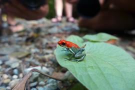 Rana Venenosa Granulada (Oophaga granulifera)