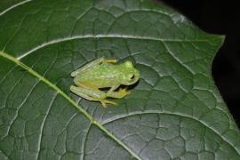 Ranita de Cristal Norteña (Hyalinobatrachium fleischmanni)