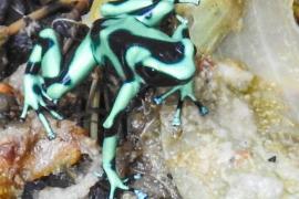 Rana Venenosa Verdinegra (Dendrobates auratus)