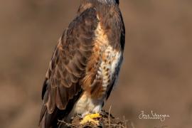 Aguililla de Swainson (Buteo swainsoni)