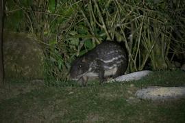 Tepezcuintle (Cuniculus paca)